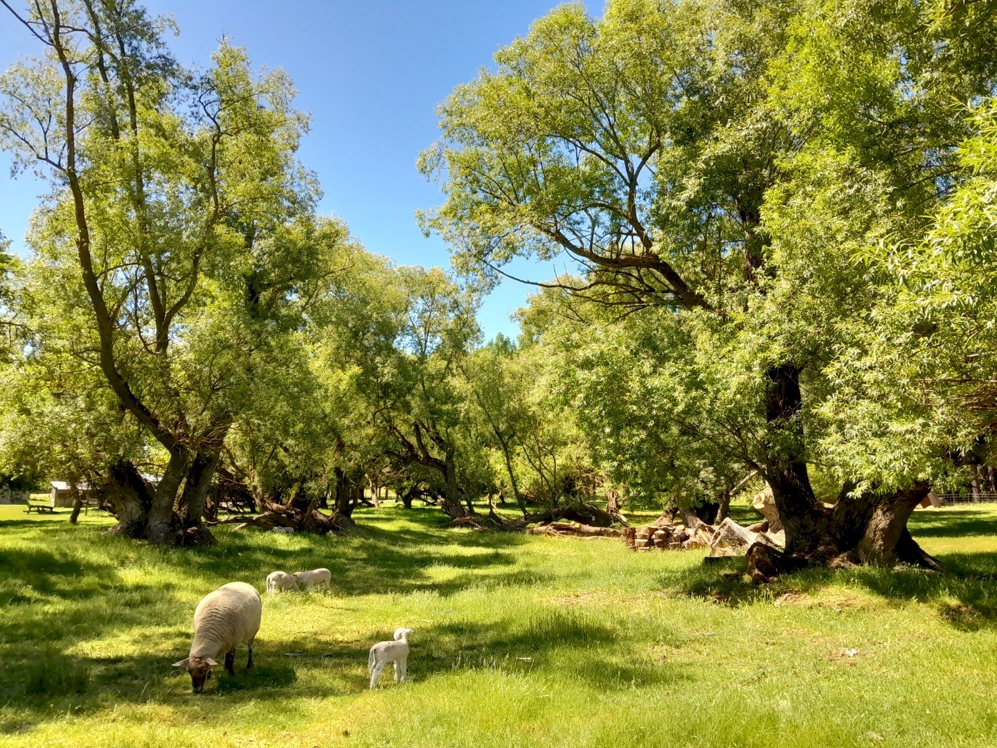 Sheep grazing under native willow trees on the farm