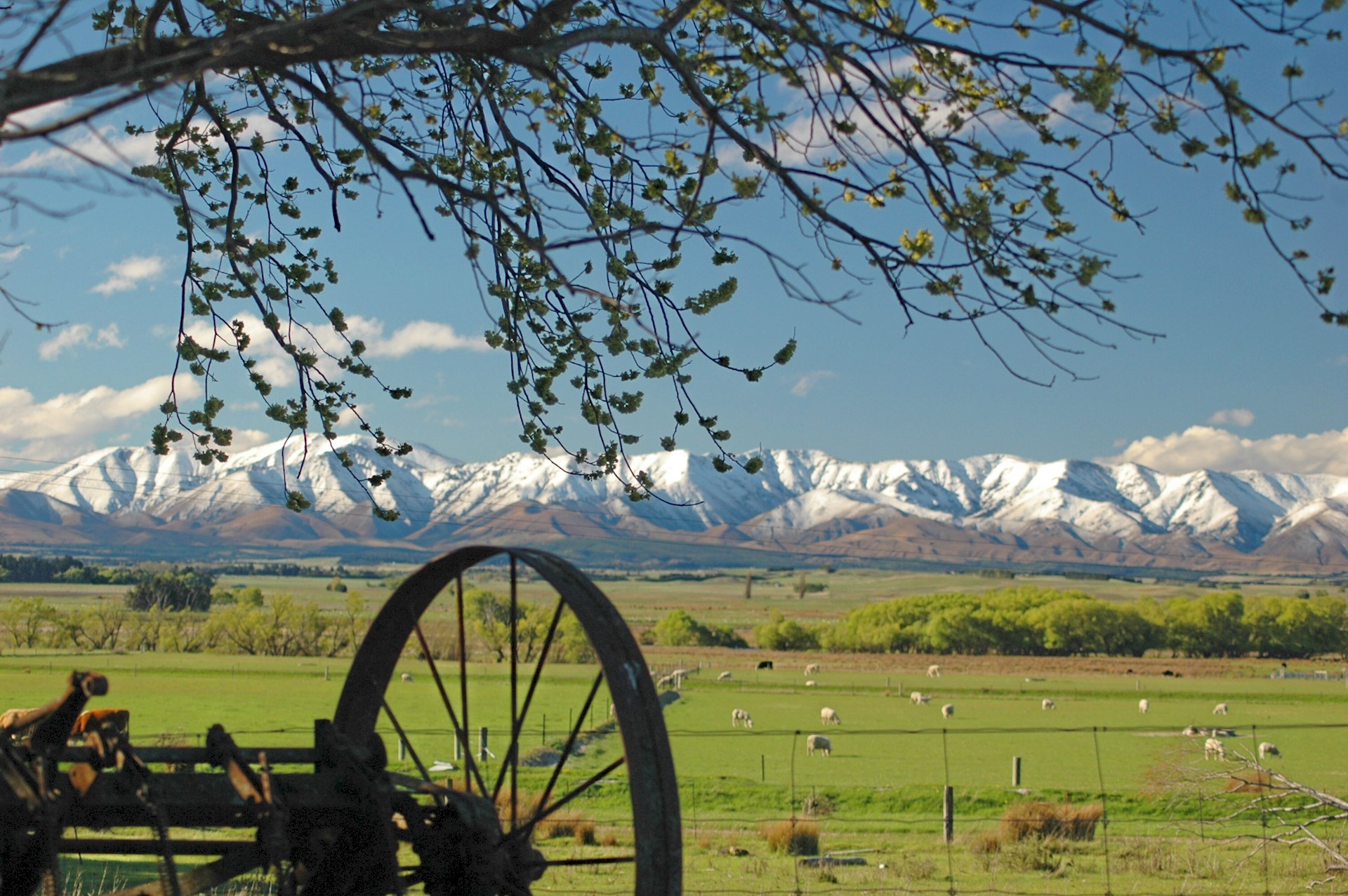 View across the Maniototo plain from the farm garden